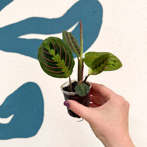 Maranta leuconeura 'Fascinator Tricolor' - Prayer Plant