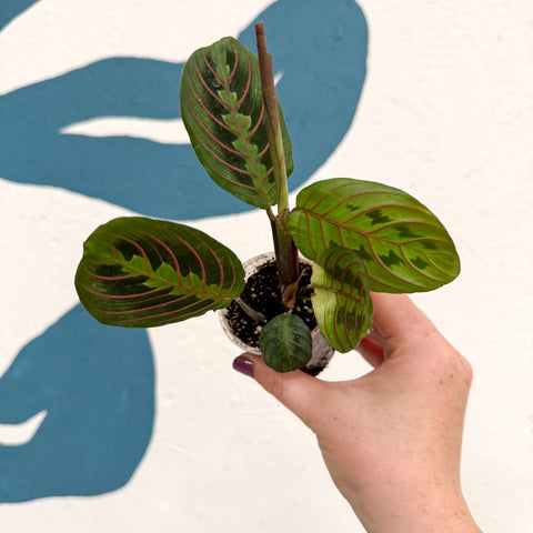 Maranta leuconeura 'Fascinator Tricolor' - Prayer Plant