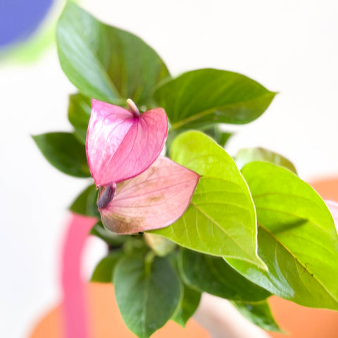 Flor de flamenco morado - Anthurium andraeanum 'Baby Purple'