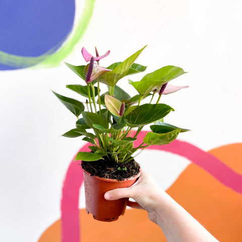 Lila Flamingoblume - Anthurium andraeanum 'Baby Purple'