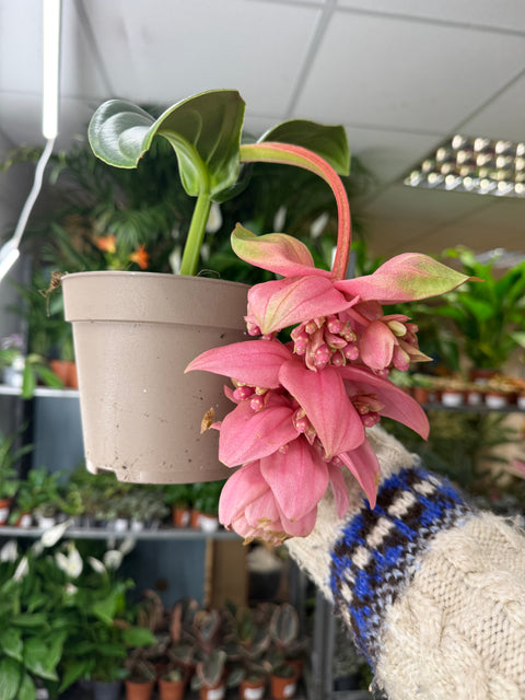 Medinilla magnifica ‘Candy’ – Rose Grape