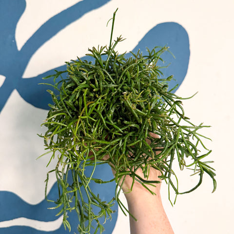 Rhipsalis teres f. prismatica – Prism Mistletoe Cactus