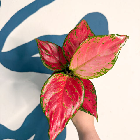 Aglaonema ‘Pink’ – Chinese Evergreen
