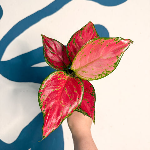 Aglaonema ‘Pink’ – Chinese Evergreen
