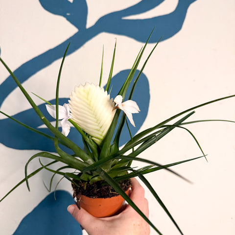 Tillandsia cyanea ‘Biancini’ - White Quill Plant