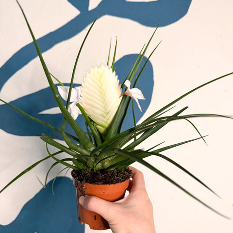 Tillandsia cyanea ‘Biancini’ - White Quill Plant