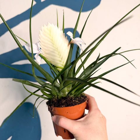 Tillandsia cyanea ‘Biancini’ - White Quill Plant