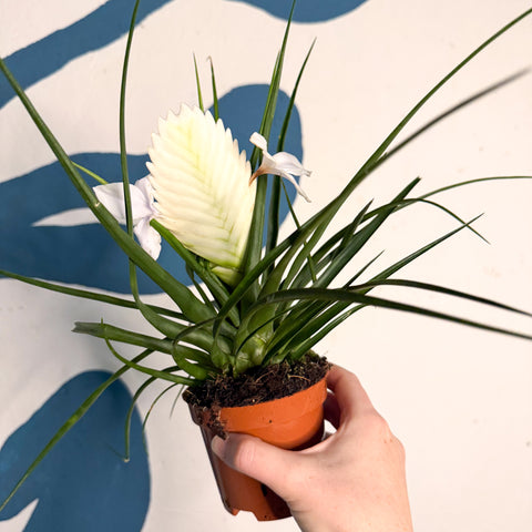 Tillandsia cyanea ‘Biancini’ - White Quill Plant