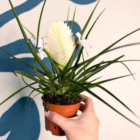 Tillandsia cyanea ‘Biancini’ - White Quill Plant