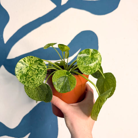 Hoja de dinero china variada - Pilea peperomioides 'Mojito'