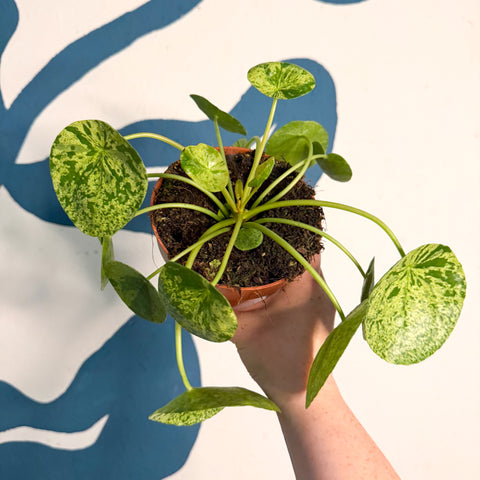 Hoja de dinero china variada - Pilea peperomioides 'Mojito'