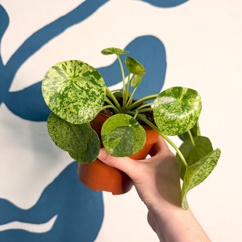 Buntes Chinesisches Geldblatt - Pilea peperomioides 'Mojito'