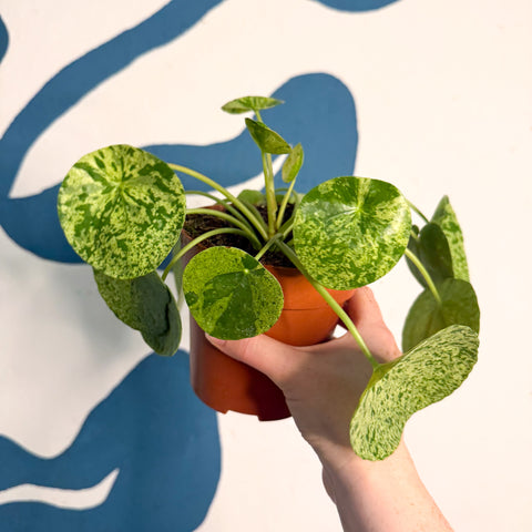 Hoja de dinero china variada - Pilea peperomioides 'Mojito'