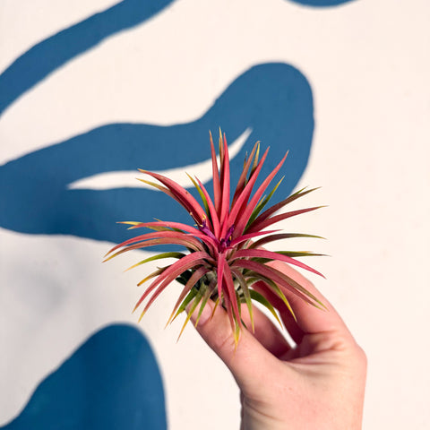Tillandsia ionantha 'Rubra' - Rote Luftpflanze