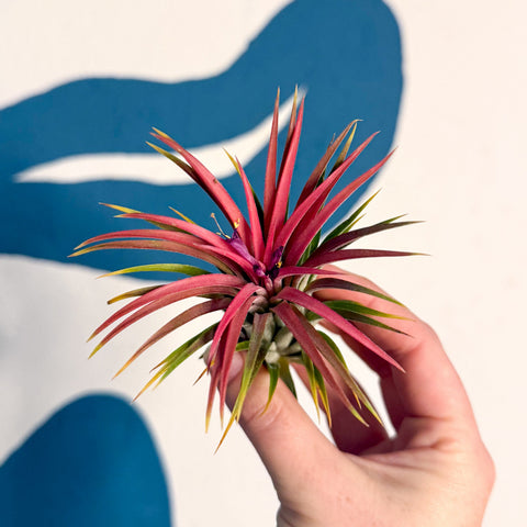 Tillandsia ionantha 'Rubra' - Rote Luftpflanze