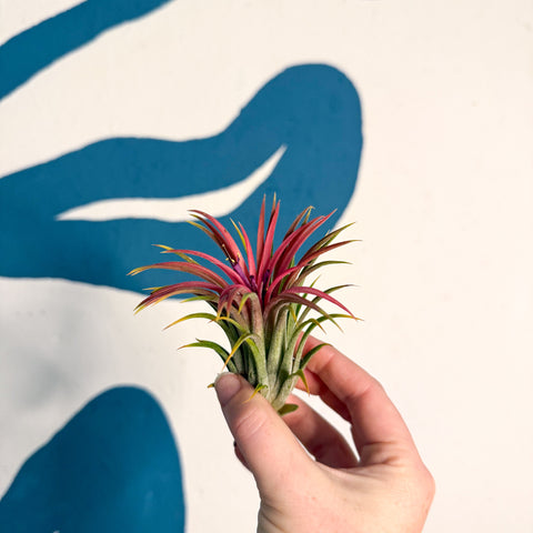 Tillandsia ionantha 'Rubra' - Planta de aire roja