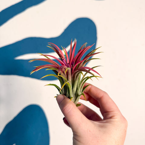 Tillandsia ionantha 'Rubra' - Planta de aire roja