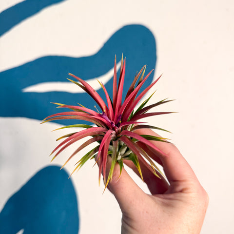 Tillandsia ionantha 'Rubra' - Planta de aire roja