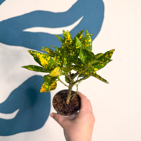 Codiaeum ‘Gold’ – Croton