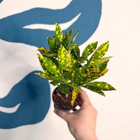 Codiaeum ‘Gold’ – Croton