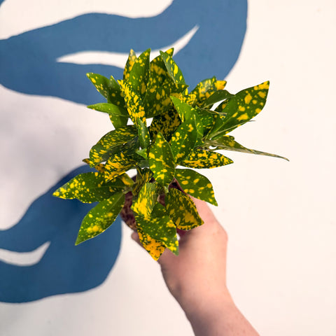 Codiaeum ‘Gold’ – Croton