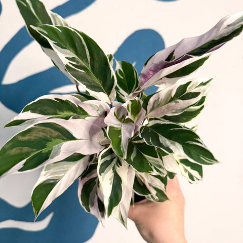 Calathea lietzei 'Fusión Blanca'