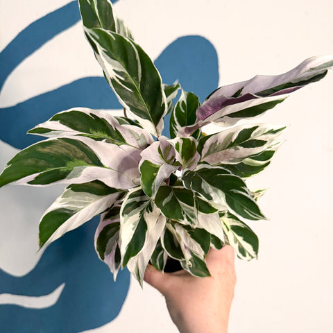 Calathea lietzei 'Fusión Blanca'