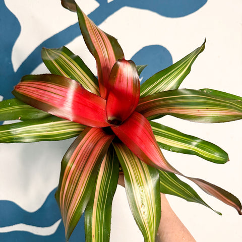 Neoregelia ‘Fancy’ – Blushing Bromeliad
