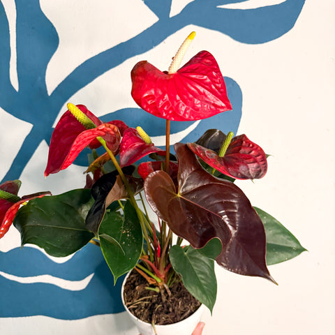 Anthurium andraeanum 'Coral Champion' - Red Flamingo Flower
