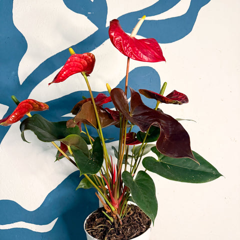 Anthurium andraeanum 'Coral Champion' - Red Flamingo Flower