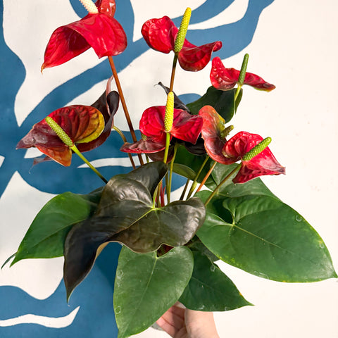 Anthurium andraeanum 'Coral Champion' - Red Flamingo Flower