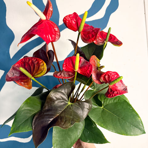 Anthurium andraeanum 'Coral Champion' - Red Flamingo Flower