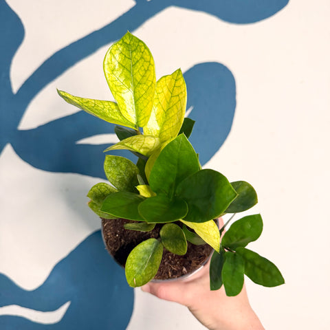 Zamioculcas zamiifolia ‘Chameleon’ – ZZ Plant