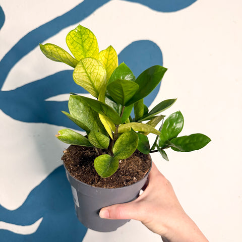 Zamioculcas zamiifolia ‘Chameleon’ – ZZ Plant
