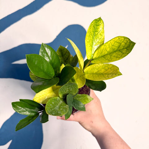 Zamioculcas zamiifolia ‘Chameleon’ – ZZ Plant