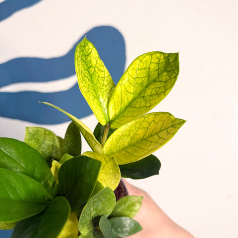 Zamioculcas zamiifolia ‘Chameleon’ – ZZ Plant