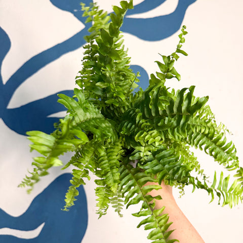 Nephrolepis exaltata ‘Vitale’ – Boston Fern