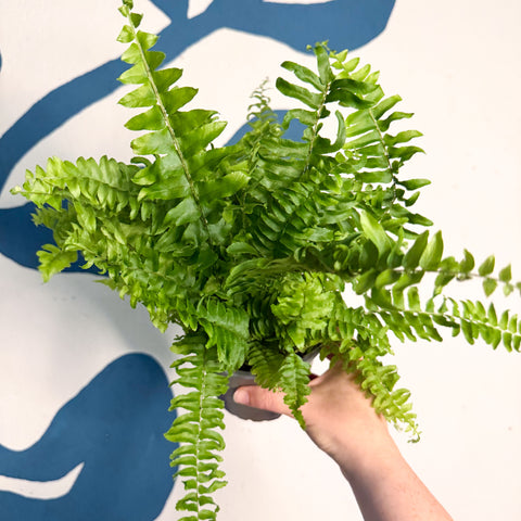 Nephrolepis exaltata ‘Vitale’ – Boston Fern