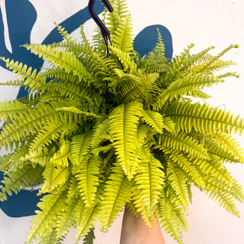 Nephrolepis ‘Blonde’ - Boston Fern