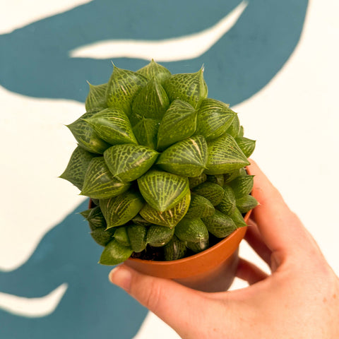 Haworthia comptoniana Hybrid – Window Succulent
