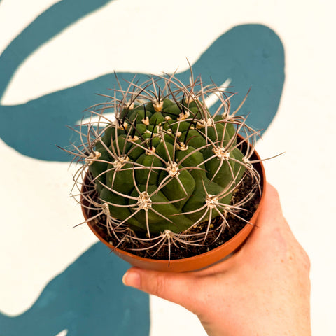Gymnocalycium saglionis – Giant Chin Cactus