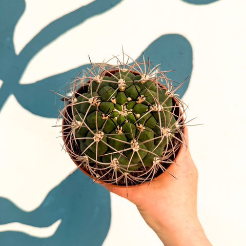 Gymnocalycium saglionis – Giant Chin Cactus