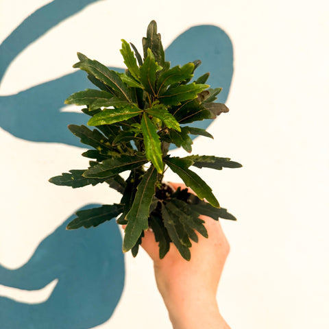 Dizygotheca elegantissima ‘Castor’ – False Aralia