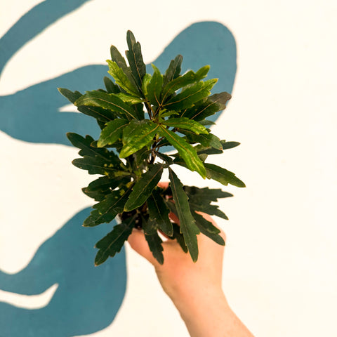 Dizygotheca elegantissima ‘Castor’ – False Aralia