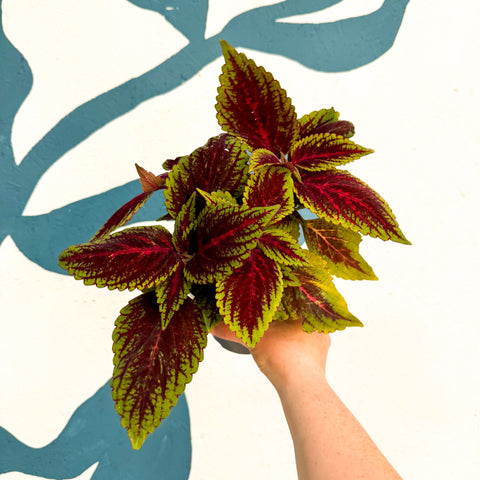 Coleus ‘Ruby Road’ – Painted Nettle