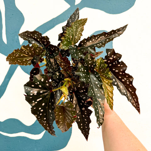 Begonie ‘Black Forest’ – Rex-Begonie