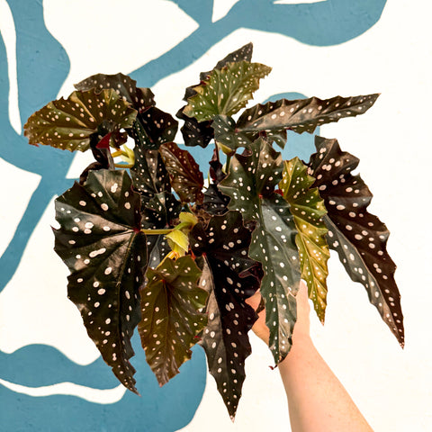 Begonie ‘Black Forest’ – Rex-Begonie