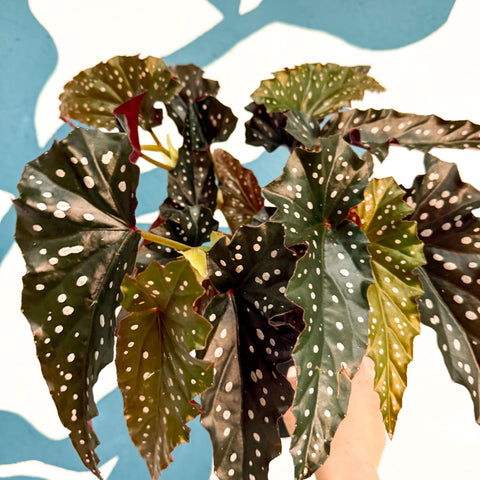 Begonie ‘Black Forest’ – Rex-Begonie
