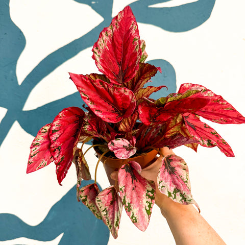 Begonia rex ‘Maui Sunset’