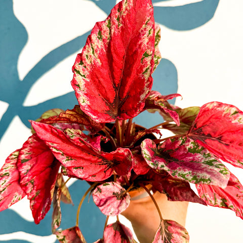 Begonia rex ‘Maui Sunset’